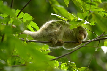 The Maluku cuscus or marsupial species from the Phalangeridae family is playing in a tree