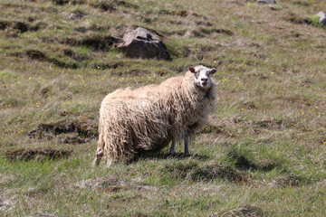 icelandic sheep with long strands of wool hanging off its fleace and blowing in the wind © Niki
