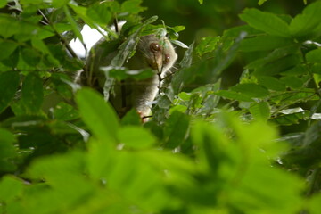 The Maluku cuscus or marsupial species from the Phalangeridae family is playing in a tree