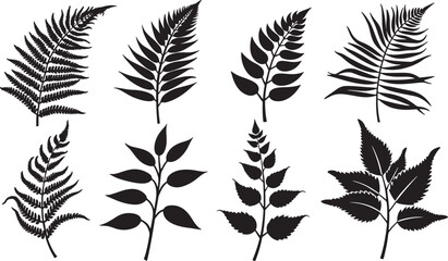 Vector set of Fern Silhouette Collection         © graphicartstore26