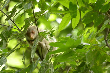 The Maluku cuscus or marsupial species from the Phalangeridae family is playing in a tree
