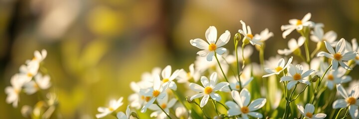 White flowers burst forth in the morning hours as warmth and light increase, petals, flowers