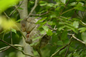The Maluku cuscus or marsupial species from the Phalangeridae family is playing in a tree