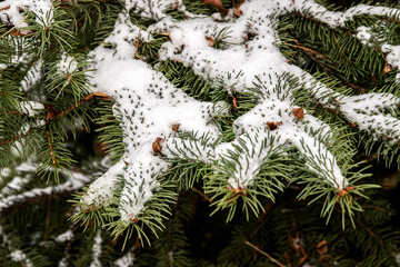 Green pine branches covered with snow in the winter forest closeup as Christmas background