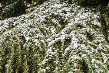 Green pine branches covered with snow in the winter forest closeup as Christmas background