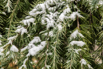 Green pine branches covered with snow in the winter forest closeup as Christmas background