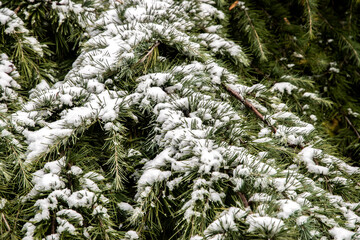 Green pine branches covered with snow in the winter forest closeup as Christmas background