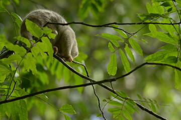 The Maluku cuscus or marsupial species from the Phalangeridae family is playing in a tree