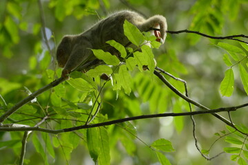 The Maluku cuscus or marsupial species from the Phalangeridae family is playing in a tree
