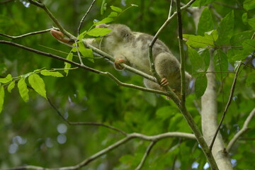 The Maluku cuscus or marsupial species from the Phalangeridae family is playing in a tree