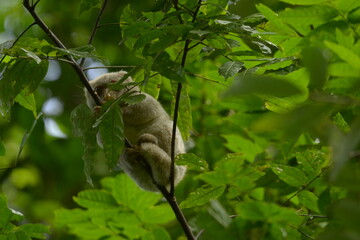 The Maluku cuscus or marsupial species from the Phalangeridae family is playing in a tree