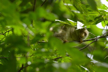 The Maluku cuscus or marsupial species from the Phalangeridae family is playing in a tree