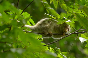 The Maluku cuscus or marsupial species from the Phalangeridae family is playing in a tree