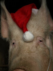 Cochon de Noël