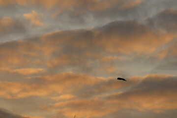 Silhouette of a Crow at Sunset