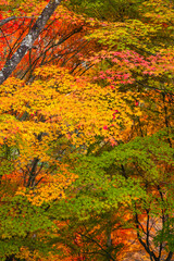 秋のもみじ湖　箕輪町