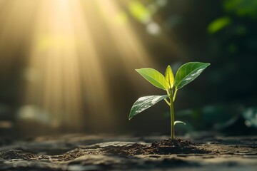 Bright Green Seedling Symbolizing Clean Energy, sunlight, growth, sustainable, nature