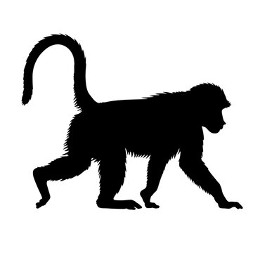 recommend clip art: Monkey vector illustration isolated in a natural walking pose silhouette design for jungle themes, eco-friendly projects, and wildlife art
                    