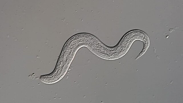 Nematode Parasite in canine feces under microscope 