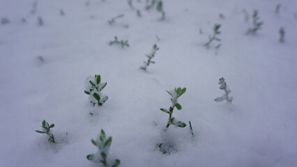 First Snowfall in Milwaukee: November's Frosted Greener