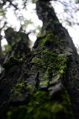 Mossy bark on a mediterranean pine tree, macro, infocus, bokeh