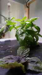 Fresh Basil Plant Growing Indoors in Natural Light