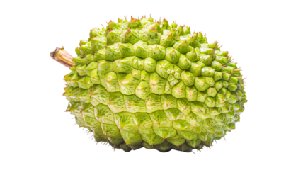 Detailed Close-Up of a Tropical Green Durian Fruit isolated on a transparent background.