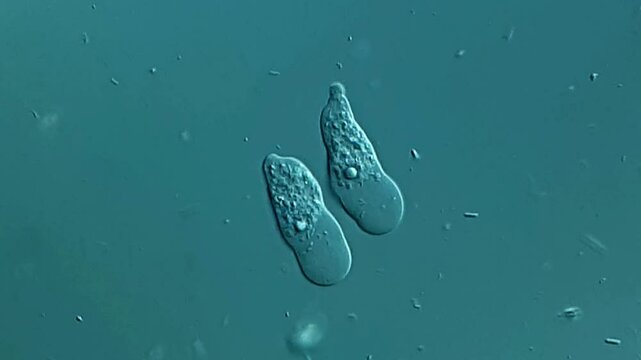 Amoeba under DIC microscope 