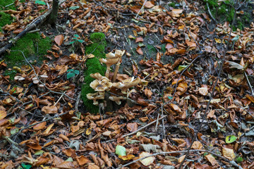 Autumn mushrooms sprouting through dense fallen leaves. The concept of nature's renewability