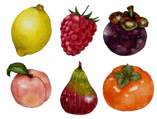 collection of watercolor fruits on white background 
