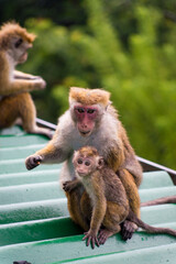 Chimpanzees on Island Paradise: Family Life in Close Harmony with Nature