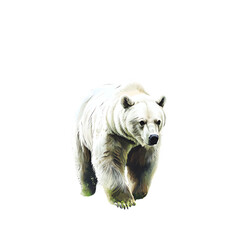 Obraz premium Majestic polar bear walking