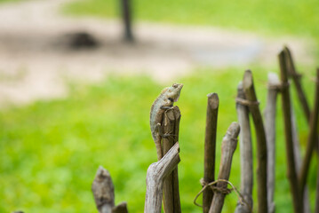 Wildlife on Islands Greenery and Lizard in a Beautiful Natural Habitat