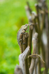 Wildlife on Islands Greenery and Lizard in a Beautiful Natural Habitat