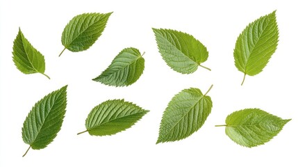 Assorted green leaves floating gracefully against a clean white backdrop showcasing various shapes and textures.