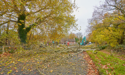 Collapsed Ash tree across road due to Ash Dieback, Sussex in autumn