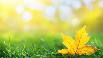 Vibrant yellow maple leaf on lush green grass symbolizing the transition from summer to autumn with a softly blurred golden background.