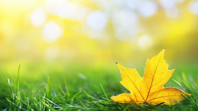 Vibrant yellow maple leaf on lush green grass symbolizing the transition from summer to autumn with a softly blurred golden background.