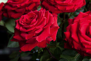 A close up of Red Roses