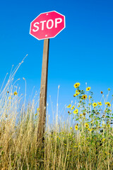 Stop Sign Blue Sky with Yellow Sunflowers and Weeds by the Road