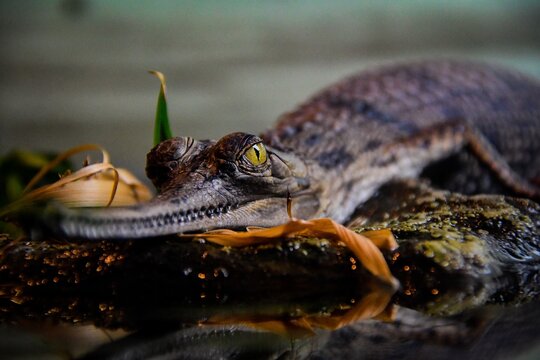 gharial or fish eating crocodile  (Gavialis gangeticus)