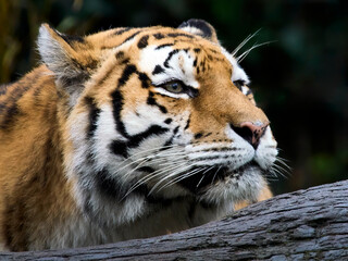 Amur tiger (Panthera tigris altaica)