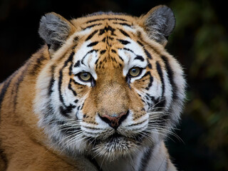 Amur tiger (Panthera tigris altaica)