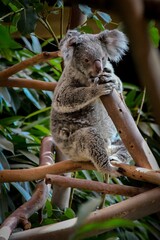 Fototapeta premium koala bear (Phascolarctos cinereus) sitting on a branch.