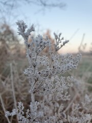 Frozen nature with branches in a smooth light and pastel colors