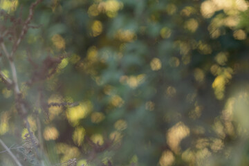 png transparent, pour usage graphique, en forme de billes de bokeh artistique, travaillées, pour arrière plan artistique