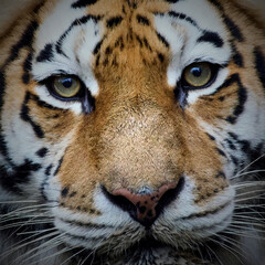 Amur tiger (Panthera tigris altaica)