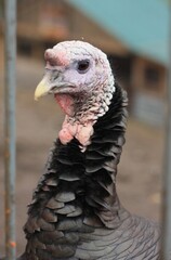 Big Black Turkey