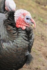 portrait of turkey