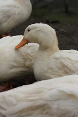 white goose in the water